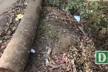 Hà Nội: Thêm một xã chặt hạ hàng loạt cây xanh