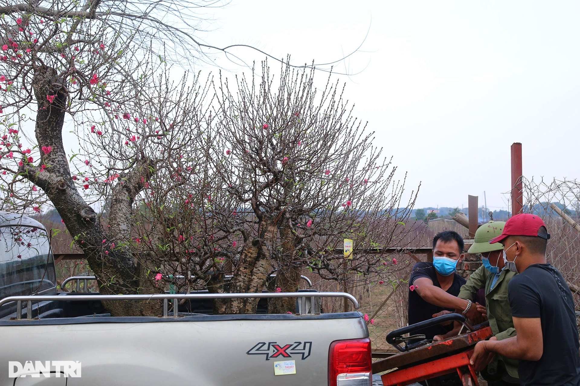 Nhật Tân rực sắc hoa đào đón Tết Nhâm Dần - 12