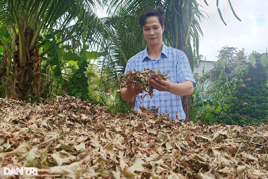 Cựu thầy giáo mang cây rừng từ Tây Bắc vào Cà Mau trồng cho lãi bất ngờ - 3 Cựu thầy giáo mang cây rừng từ Tây Bắc vào Cà Mau trồng cho lãi bất ngờ - 3