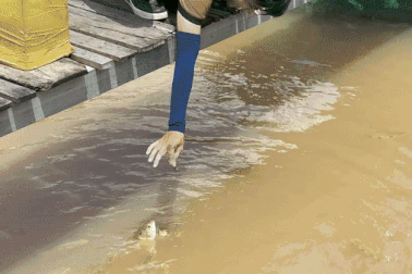 Lão nông miền Tây nuôi "thủy quái", dạy xiếc cá, đón trăm khách mỗi ngày