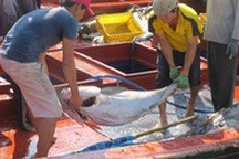 Ngư dân Phú Yên ăn Tết trên biển, đón vụ cá đầu năm