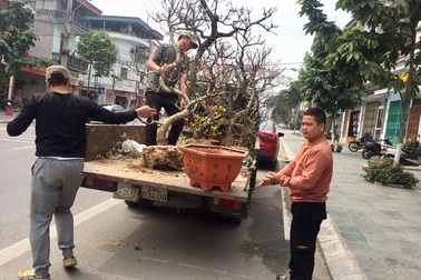 Dịch vụ nhận trồng, chăm sóc đào cảnh sau Tết hút khách