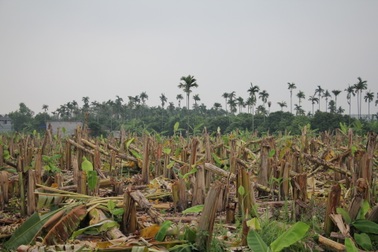 Ban Nội chính đề nghị khởi tố vụ hàng nghìn cây chuối bị đốn gục trong đêm
