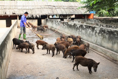 “Đột nhập” trang trại 1.500 con lợn rừng sinh học
