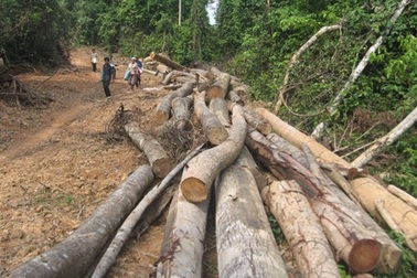 Chuyển đổi hay phá rừng?   