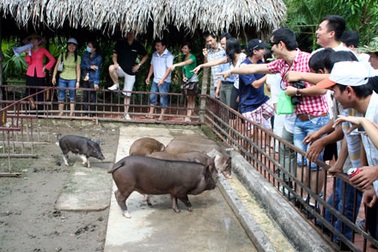 Cười hết cỡ với “đua heo miệt vườn”
