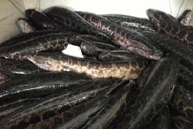 Bắt giữ nửa tấn cá quả Trung Quốc nhập lậu vào Việt Nam