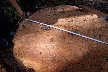 Lâm tặc đốn hạ cây thông hơn 100 tuổi ở Lâm Đồng