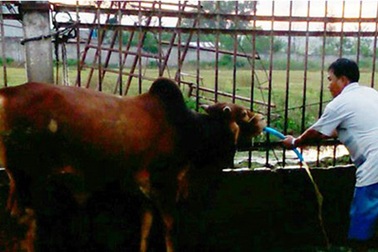 Đột nhập hai cơ sở bò bơm nước ở Đồng Nai