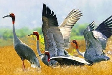Sếu đầu đỏ về trú ngụ giảm mạnh 