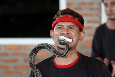 Rùng mình xem người Thái “giỡn mặt” với rắn độc ở Nha Trang…