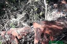 Vụ phá rừng gỗ quý ở VQG Phong Nha - Kẻ Bàng: Cách chức Trạm trưởng, Trạm phó kiểm lâm