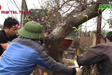 Người Nhật Tân tất bật hồi phục đào chuẩn bị cho mùa vụ mới