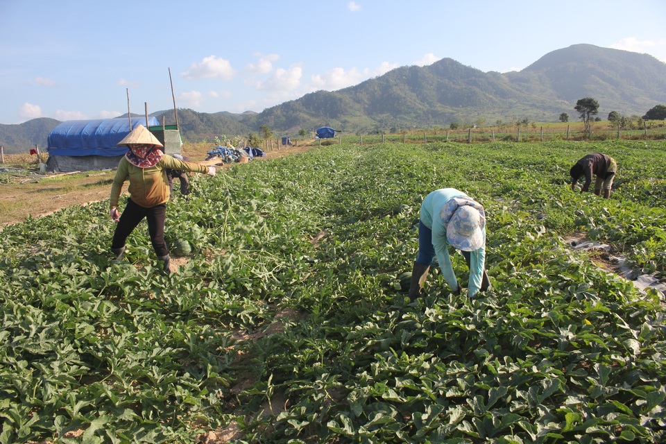 Thăng trầm đời phu gánh dưa trên vùng chảo lửa - 3 Thăng trầm đời phu gánh dưa trên vùng chảo lửa - 3