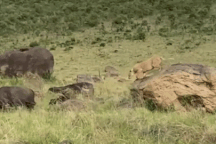 Nghẹt thở với màn sư tử đánh lạc hướng trâu mẹ rồi rình giết trâu con