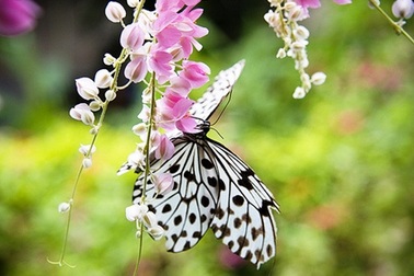 Thiên đường bướm đa sắc ở Thái Lan