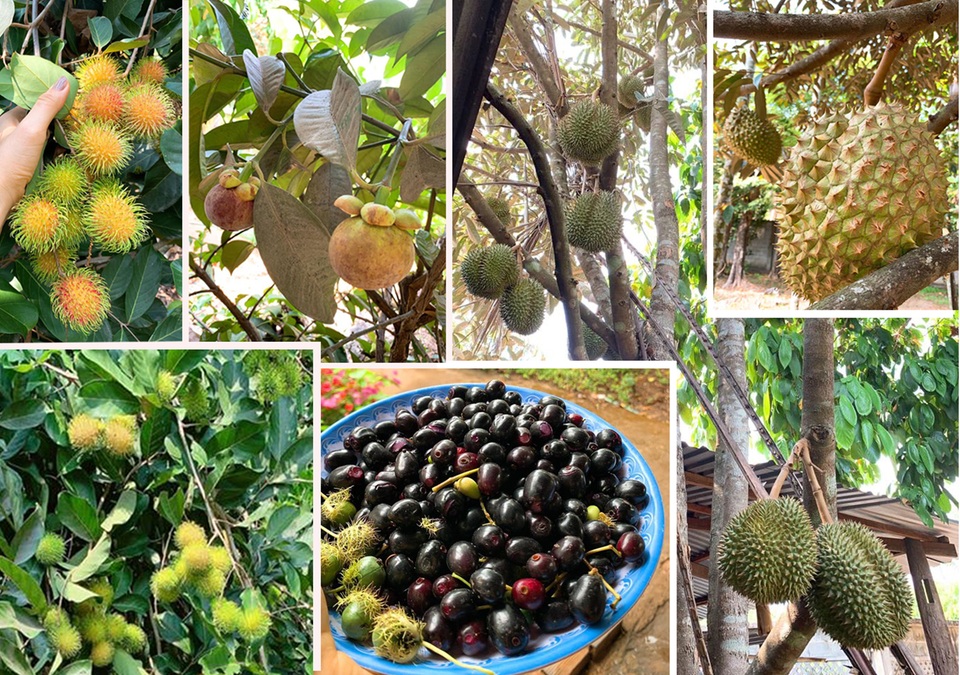 Vườn trái cây trĩu quả của gia đình diễn viên Lê Phương ở Tây Ninh - 2 Vườn trái cây trĩu quả của gia đình diễn viên Lê Phương ở Tây Ninh - 2