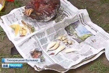 (Video): Hai người Việt ở Nga bị bắt vì buôn hổ Amur quý hiếm