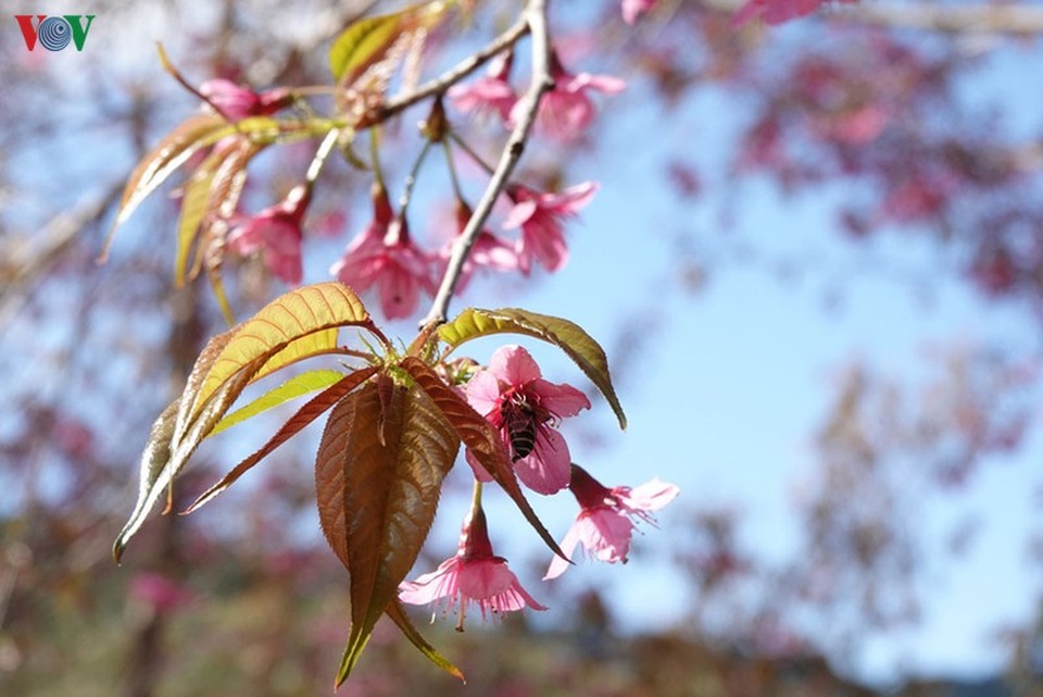 Hoa đào bừng sáng trời đông Mù Cang Chải - 10