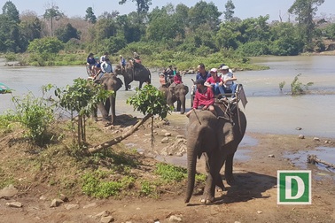 Du khách “đổ" về Bản Đôn cưỡi voi, thưởng thức cồng chiêng