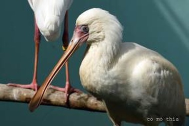 Phú Quốc đón gần 200 động vật quý hiếm