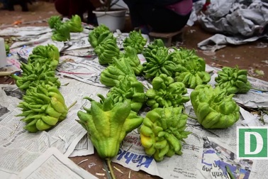 Phật thủ bon sai tiền triệu hút khách mua chơi Tết