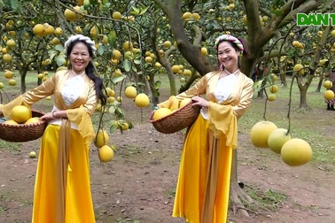 Hà Nội: Vườn bưởi Diễn hàng vạn quả hút khách check-in dịp cuối năm