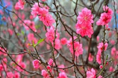 Có ai nhớ ngày Tết thầy cô?