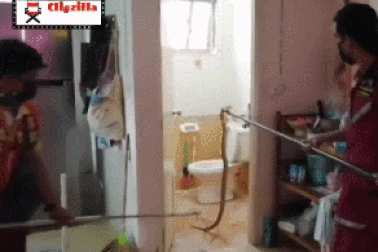 Đang học online, nữ sinh tá hỏa phát hiện rắn hổ mang bò vào nhà