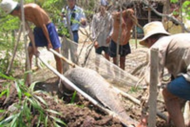 Cá khổng lồ 40 triệu đồng đã chết 