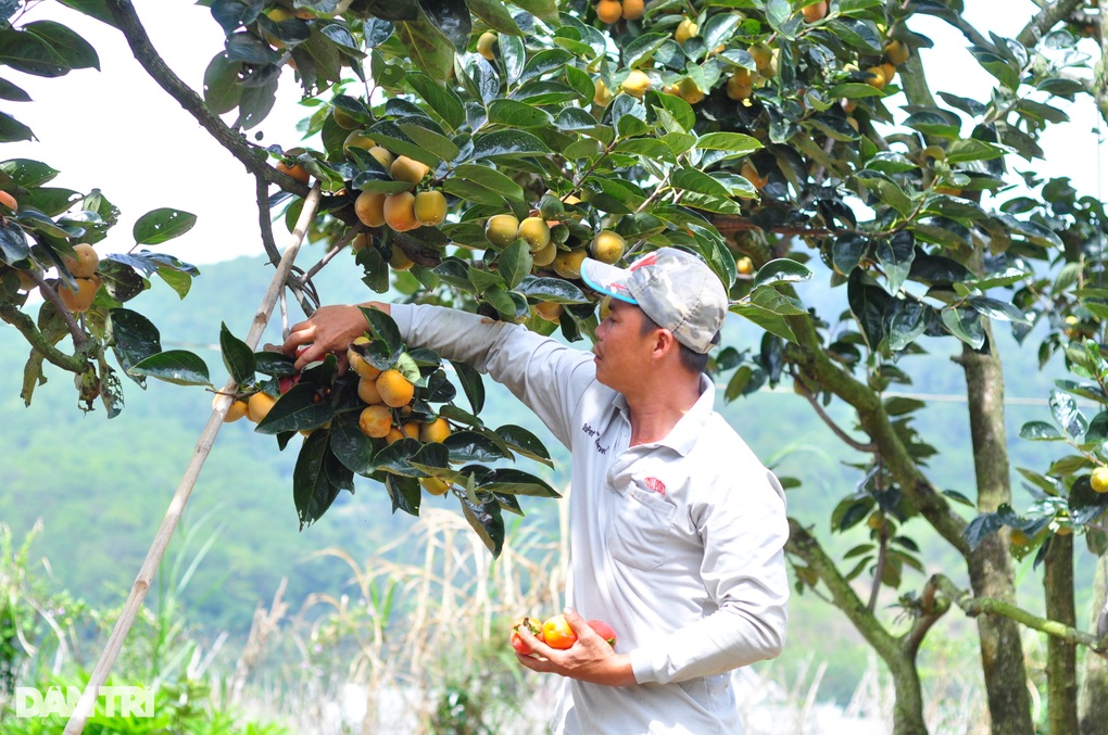 Đổi cách làm, loại trái cây Đà Lạt thành đặc sản có giá bán trên trời - 2