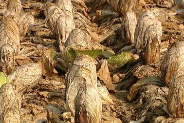 Người trồng rau "méo mặt" khi bán cả xe rau không bằng... 1 công thợ phụ hồ