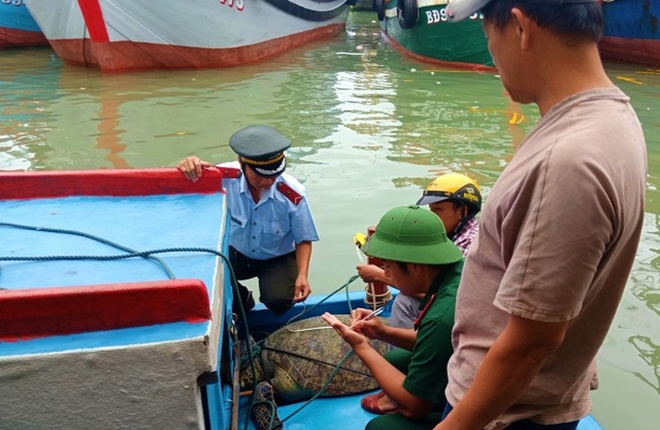 Rùa biển quý hiếm dài hơn 1m, nặng 120kg mắc lưới ngư dân - 1 Rùa biển quý hiếm dài hơn 1m, nặng 120kg mắc lưới ngư dân - 1