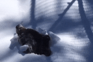 Chú gấu thức dậy sau giấc ngủ đông trở thành ngôi sao mạng xã hội