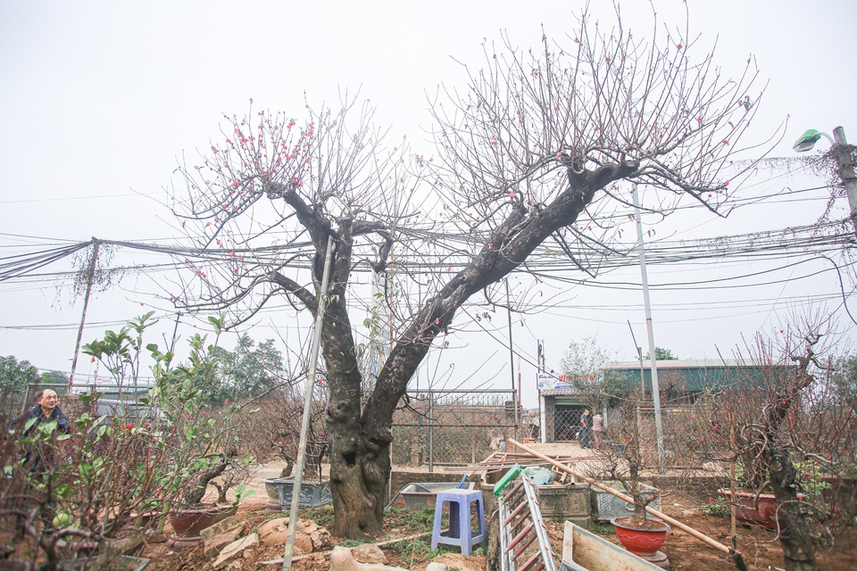 Cây đào cổ thụ hơn 60 năm tuổi chủ vườn quyết để chơi không bán - 2 Cây đào cổ thụ hơn 60 năm tuổi chủ vườn quyết để chơi không bán - 2