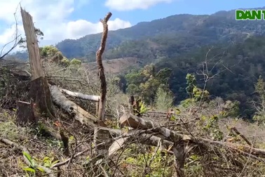 Rừng Kon Plông bị "cạo trọc", cây rừng nằm la liệt