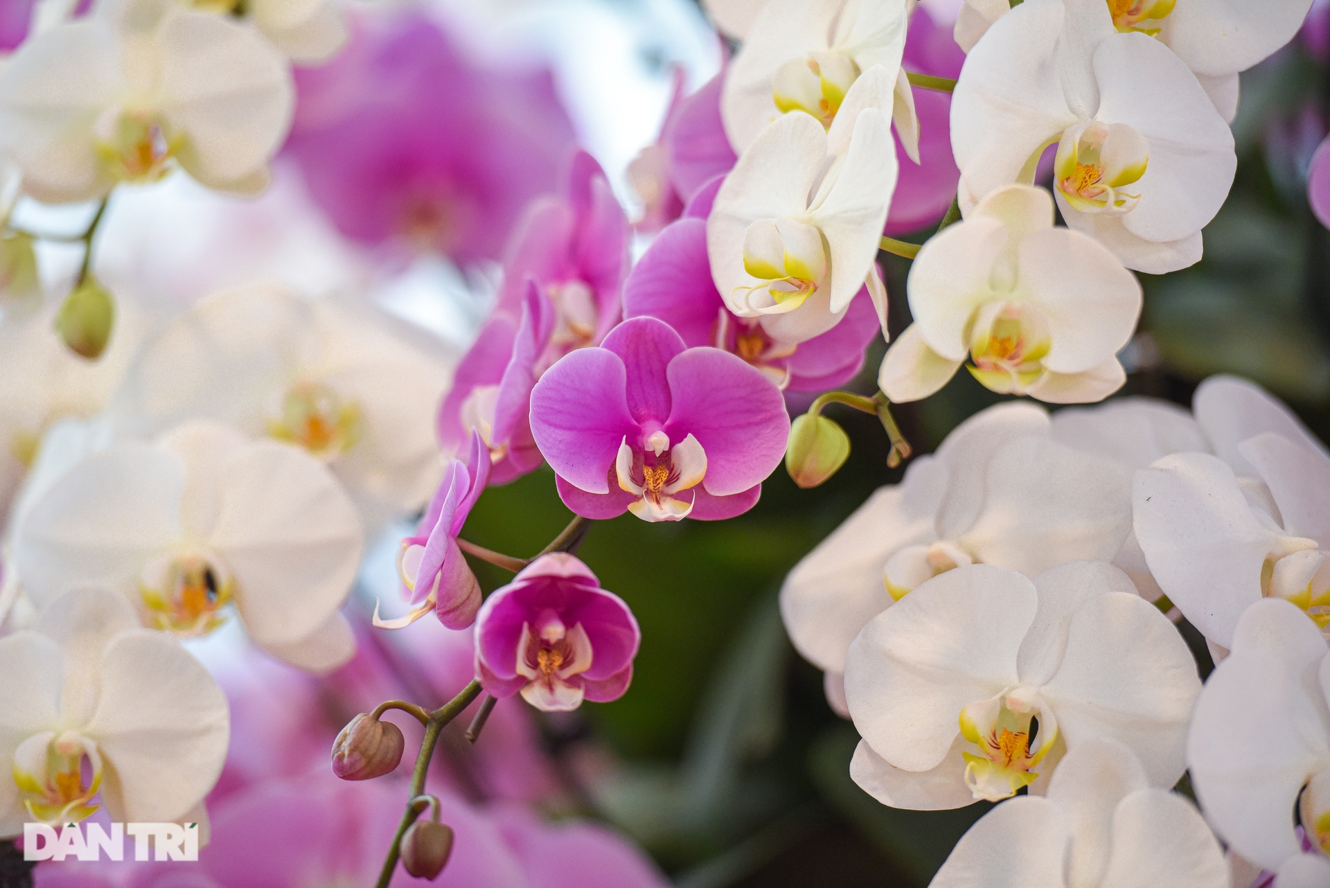 Chậu lan hồ điệp khổng lồ chào bán gần một tỷ đồng ở Hà Nội - 9 Chậu lan hồ điệp khổng lồ chào bán gần một tỷ đồng ở Hà Nội - 9