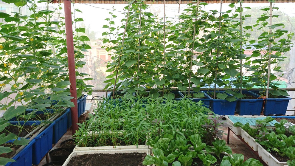 Chăm ba khu vườn sân thượng, 9X Hải Phòng có rau trái sạch dùng quanh năm - 1 Chăm ba khu vườn sân thượng, 9X Hải Phòng có rau trái sạch dùng quanh năm - 1