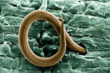 Loài giun ba giới tính phá vỡ các quy tắc di truyền điển hình