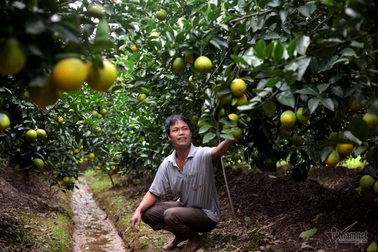 Cả làng phản đối, tỷ phú 'điên rồ' khởi dựng vựa cây 200 tỷ đồng