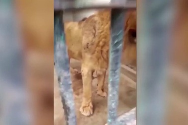 Tiếng gầm yếu ớt của chú sư tử gầy còm cô đơn trong cũi sắt