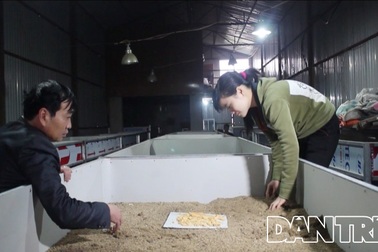 Mục sở thị “lò” nuôi gián đất ở Bắc Ninh