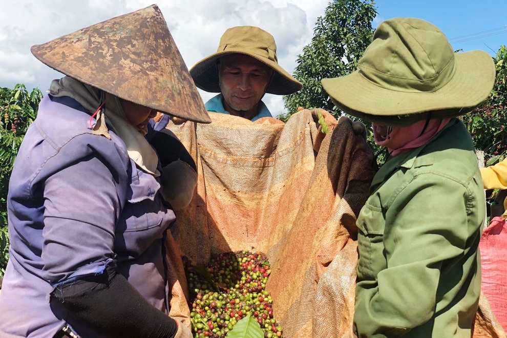 Dân vừa mừng cà phê tăng giá đã lo… mất mùa, đội chi phí - 6 Dân vừa mừng cà phê tăng giá đã lo… mất mùa, đội chi phí - 6