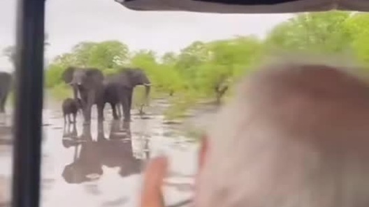 Voi bị trượt ngã khi vì mặt đất trơn trượt do mưa