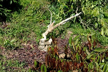 Nông dân cầu cứu khi 700 cây cà phê bị chặt phá