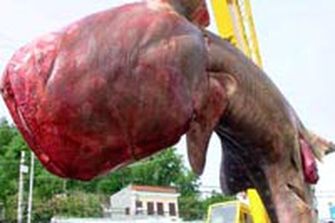 Cá voi 5 tấn chết dạt vào bờ