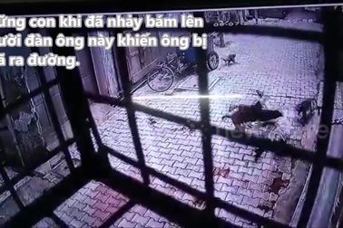 Đang đi về nhà, người đàn ông bất ngờ bị đàn khỉ lao đến tấn công dữ dội