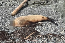 Liên tiếp xuất hiện xác sư tử biển không đầu trên bờ biển