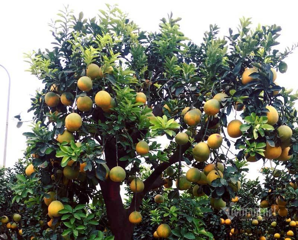 Chăm cây bưởi cổ ra 200 quả, chờ Tết bán bỏ túi 70 triệu đồng - 5 Chăm cây bưởi cổ ra 200 quả, chờ Tết bán bỏ túi 70 triệu đồng - 5