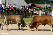 Độc đáo lễ hội chọi bò có truyền thống gần 100 năm ở vùng biên Nghệ An